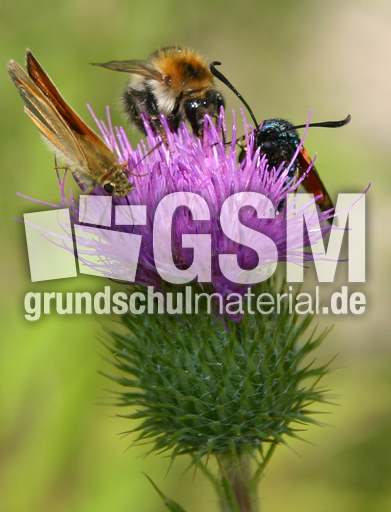 Drei-Insekten-auf-Lanzettkratzdistel.JPG